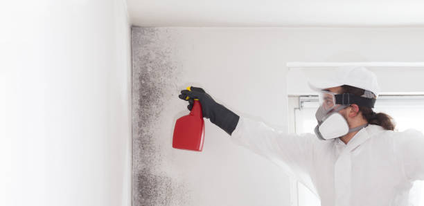 Best Post-Flood Mold Remediation in Prince Frederick, MD