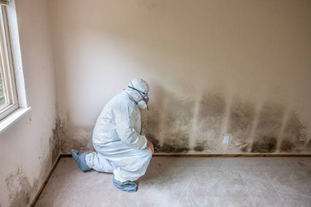 Best Attic Mold Remediation in Prince Frederick, MD