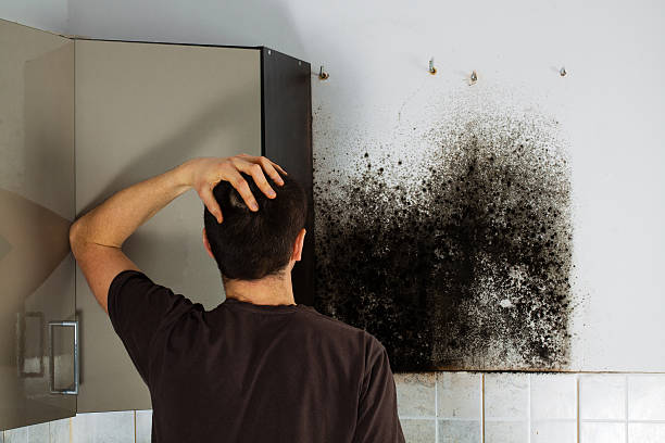 Best Black Mold Remediation in Prince Frederick, MD